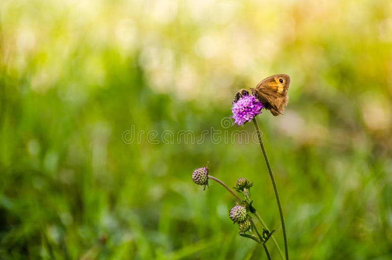 Close up of a bee and a butterfly on a purple flower. dreamstime. Close up of a bee and a butterfly on a purple flower. dreamstime