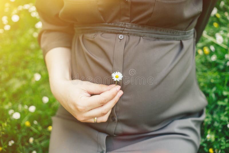 Feche acima da barriga de uma mulher gravida que guarda uma flor da margarida em um parque do ver?o imagem de stock Feche acima da barriga de uma mulher gravida que guarda uma flor da margarida em um parque do ver?o imagem de stock