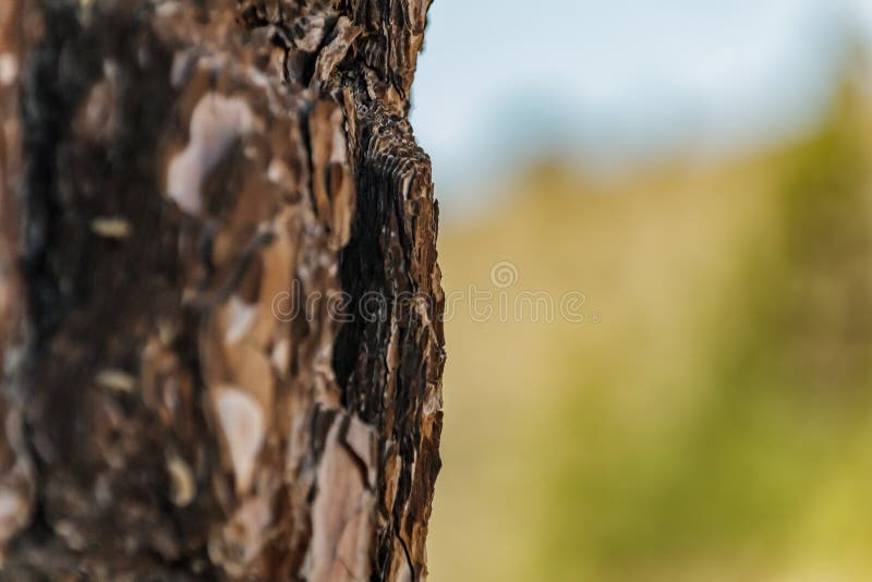 Feche acima da casca do pinheiro canarino velho, igualmente conhecida como o canariensis do pinus, crescimento endêmico na alta a fotografia de stock Feche acima da casca do pinheiro canarino velho, igualmente conhecida como o canariensis do pinus, crescimento endêmico na alta a fotografia de stock