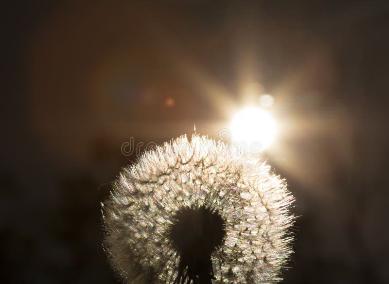 Feche acima da foto de vista dourada em uma planta do dente-de-leão com o sol que brilha de trás da que cria um alargamento decor foto de stock Feche acima da foto de vista dourada em uma planta do dente-de-leão com o sol que brilha de trás da que cria um alargamento decor foto de stock