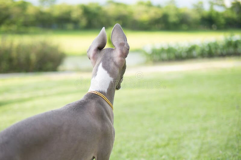 Feche acima da foto do cachorrinho do galgo italiano com olhar do colar do ouro imagem de stock Feche acima da foto do cachorrinho do galgo italiano com olhar do colar do ouro imagem de stock