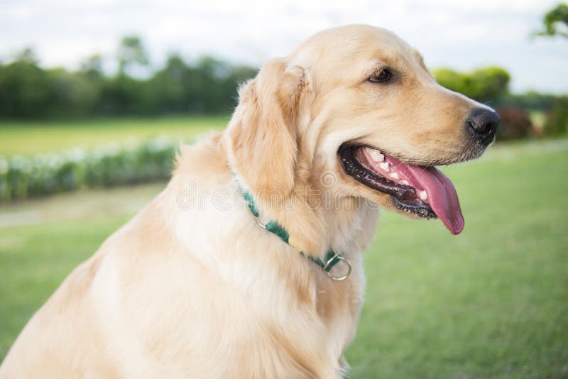 Feche acima da foto do cachorrinho do golden retriever com o sitti verde do colar imagem de stock Feche acima da foto do cachorrinho do golden retriever com o sitti verde do colar imagem de stock