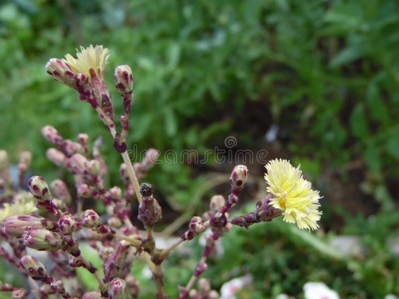 Feche acima da fotografia de uma planta de florescência da alface vermelha imagem de stock Feche acima da fotografia de uma planta de florescência da alface vermelha imagem de stock