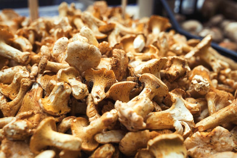 Feche acima da imagem do boleto do cogumelo da floresta fotos de stock royalty free