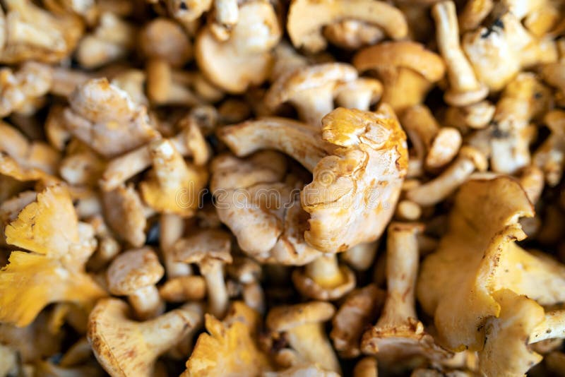 Feche acima da imagem do fundo do cogumelo da floresta fotos de stock royalty free