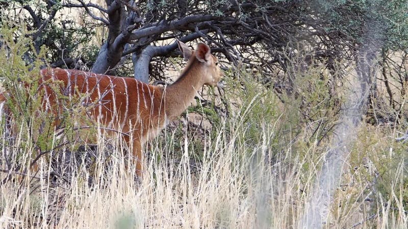 Feche acima da metragem de uma ovelha do Nyala que alimenta na escova na região de kalahari de África do Sul