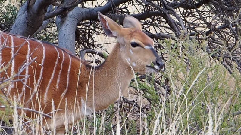 Feche acima da metragem de uma ovelha do Nyala que alimenta na escova na região de kalahari de África do Sul