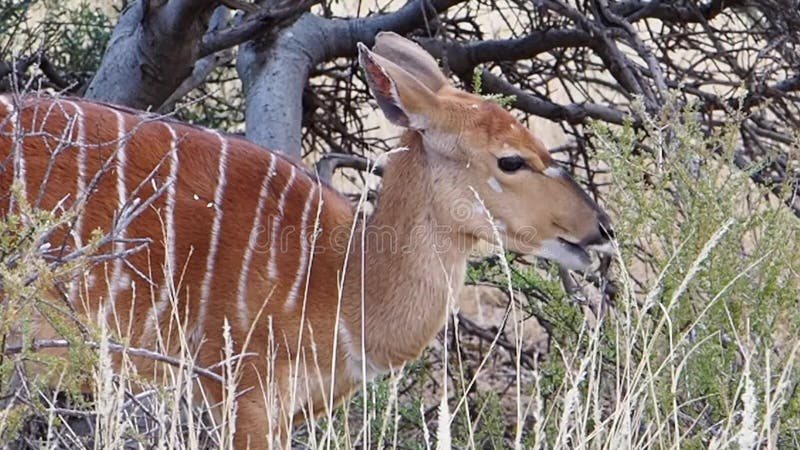 Feche acima da metragem de uma ovelha do Nyala que alimenta na escova na região de kalahari de África do Sul