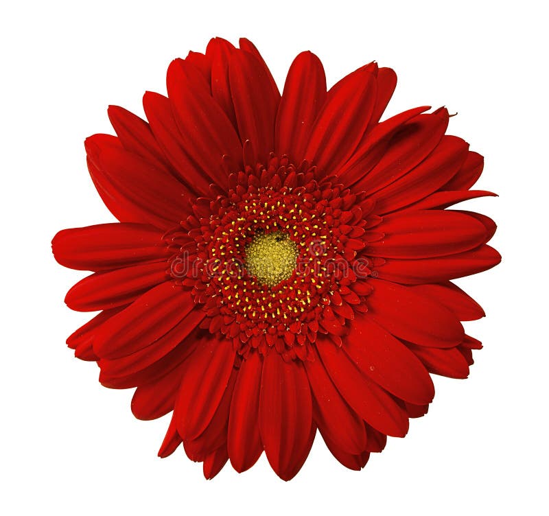 Feche acima da opinião a margarida vermelha imagens de stock royalty free Feche acima da opinião a margarida vermelha imagens de stock royalty free