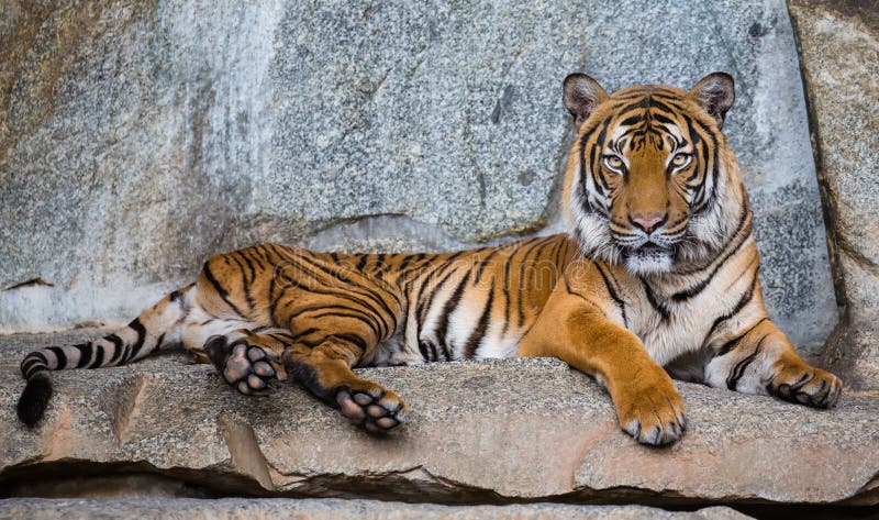 Feche acima da opinião um tigre entre a Índia e a China fotos de stock Feche acima da opinião um tigre entre a Índia e a China fotos de stock