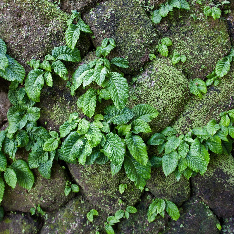 Planta parasita em close-up numa parede de pedra imagem de stock
