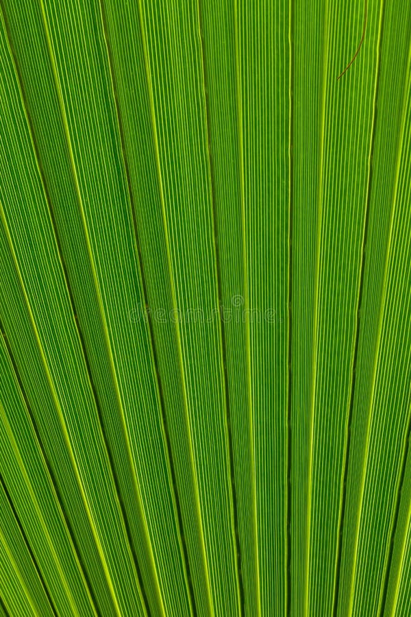 Featured image of post Textura Folha De Palmeira : Baixe esta imagem gratuita sobre folha de palmeira hanfpalme da vasta biblioteca de imagens e vídeos de domínio público do pixabay.