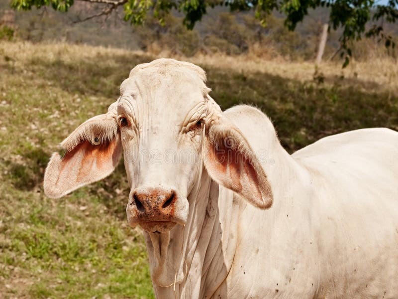 Feche acima da vaca branca nova do brahman no rancho imagem de stock Feche acima da vaca branca nova do brahman no rancho imagem de stock