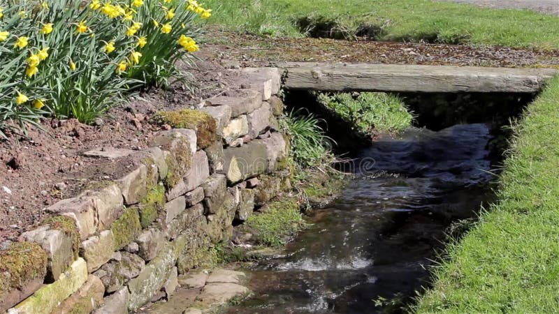 Feche acima da água do córrego que flui após o banco da grama, as flores do narciso amarelo & a parede de pedra velha