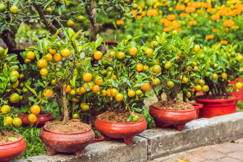 Feche acima das citrinas alaranjadas vibrantes em uma árvore de Kumquat na honra imagens de stock royalty free Feche acima das citrinas alaranjadas vibrantes em uma árvore de Kumquat na honra imagens de stock royalty free