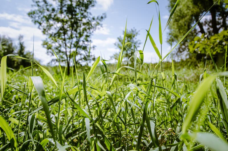 Feche acima das gramas altas em um prado do campo em um dia de verão ensolarado no midwest EUA