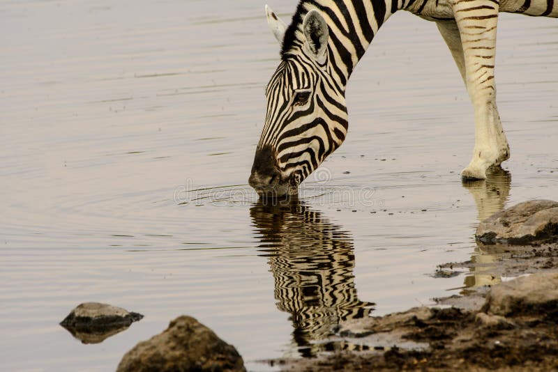 Feche acima de beber de uma zebra e de sua reflexão na água imagem de stock royalty free Feche acima de beber de uma zebra e de sua reflexão na água imagem de stock royalty free