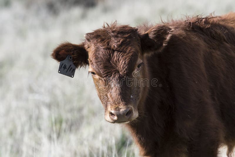 Feche acima de Dexter Cow vermelho, considerado uma raça rara, posição fotos de stock Feche acima de Dexter Cow vermelho, considerado uma raça rara, posição fotos de stock