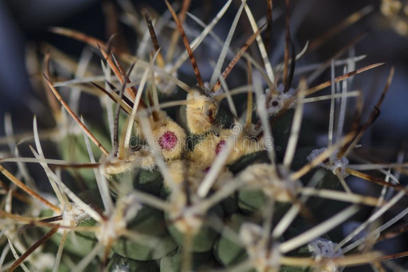 Feche acima de um botão cor-de-rosa de um glaucus de Sclerocactus do cacto com uma formiga que come o néctar da planta fotografia de stock Feche acima de um botão cor-de-rosa de um glaucus de Sclerocactus do cacto com uma formiga que come o néctar da planta fotografia de stock