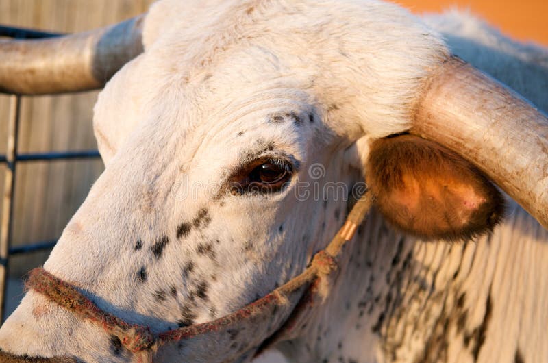 Feche acima de um longhorn fotografia de stock Feche acima de um longhorn fotografia de stock