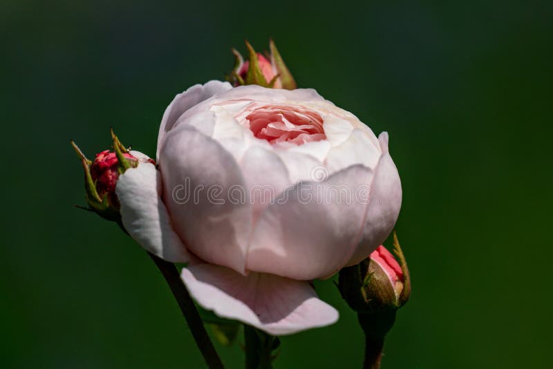 Feche acima de um rosa de florescência imagens de stock Feche acima de um rosa de florescência imagens de stock