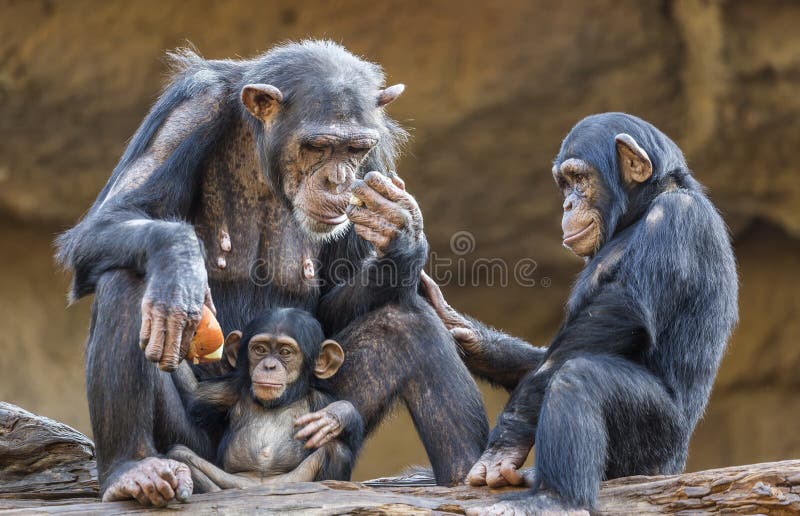 Feche acima de uma Chimpanzé-família foto de stock royalty free Feche acima de uma Chimpanzé-família foto de stock royalty free