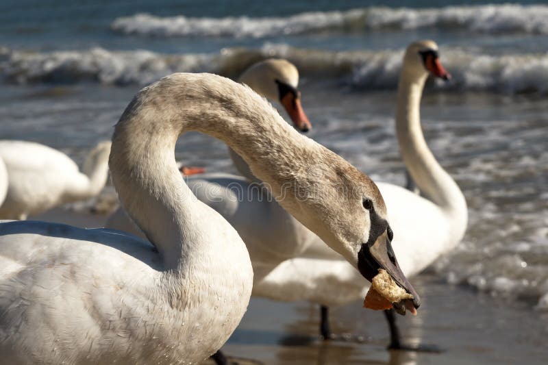 Feche acima de uma cisne muda nova que come a fatia do pão fotos de stock