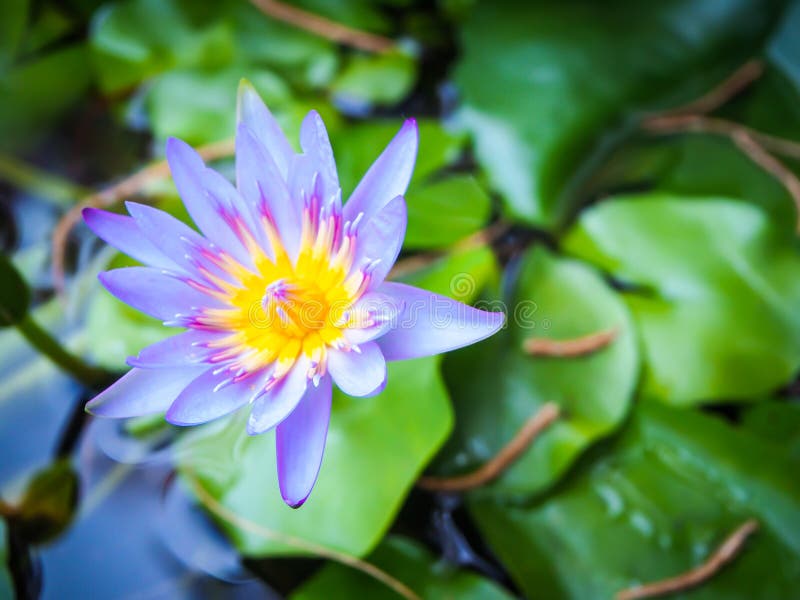 Feche acima de uma flor roxa dos l?tus Flores de lótus coloridas na associação fotografia de stock Feche acima de uma flor roxa dos l?tus Flores de lótus coloridas na associação fotografia de stock