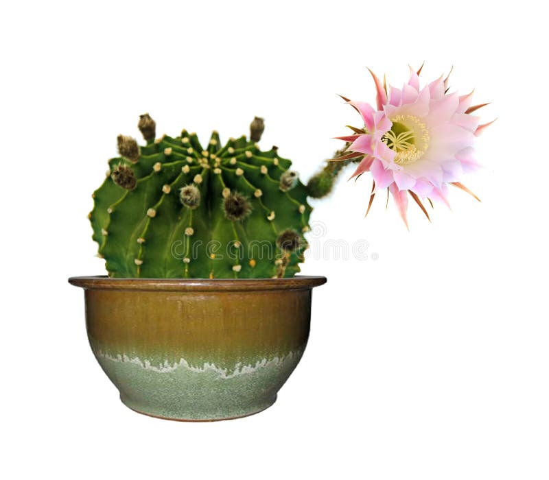 Cacto Do Lírio De Páscoa Com Flores Imagem de Stock - Imagem de fundo,  planta: 83355961