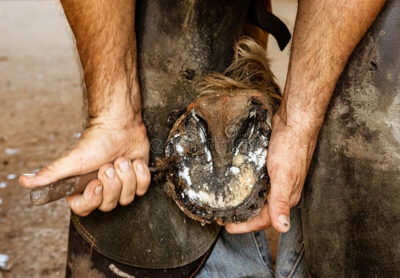 Feche acima do casco do aparamento do farrier imagens de stock royalty free Feche acima do casco do aparamento do farrier imagens de stock royalty free