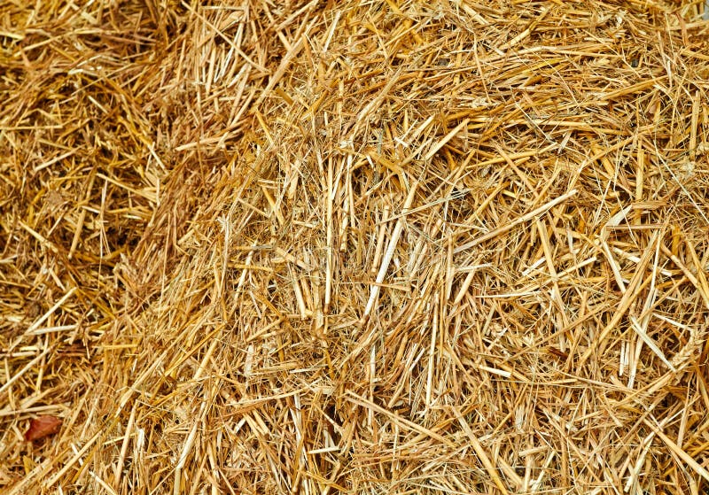 Feche acima do feno dourado que mostra a palha imagem de stock Feche acima do feno dourado que mostra a palha imagem de stock
