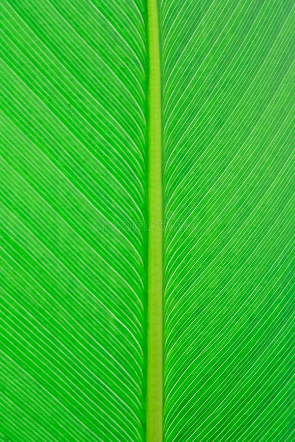 Feche acima do fundo verde da textura da folha fotografia de stock Feche acima do fundo verde da textura da folha fotografia de stock