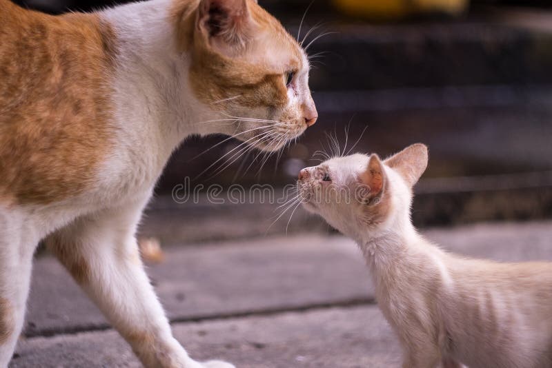 Feche acima do gatinho branco está olhando o gato da mãe para o amor fotografia de stock Feche acima do gatinho branco está olhando o gato da mãe para o amor fotografia de stock