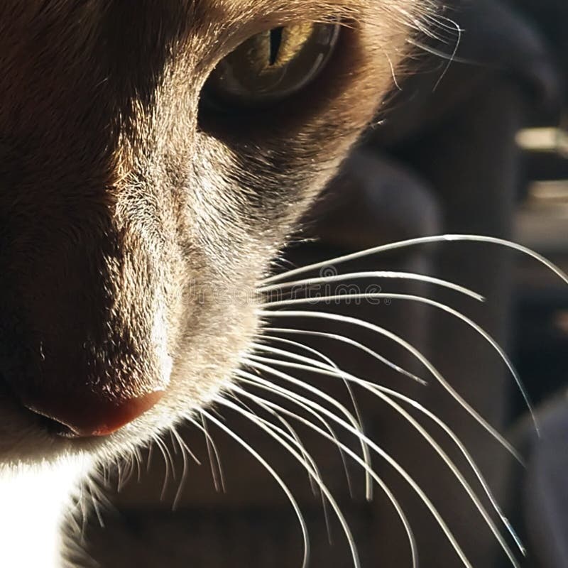 Cara do gato no sol imagem de stock. Imagem de pele ...