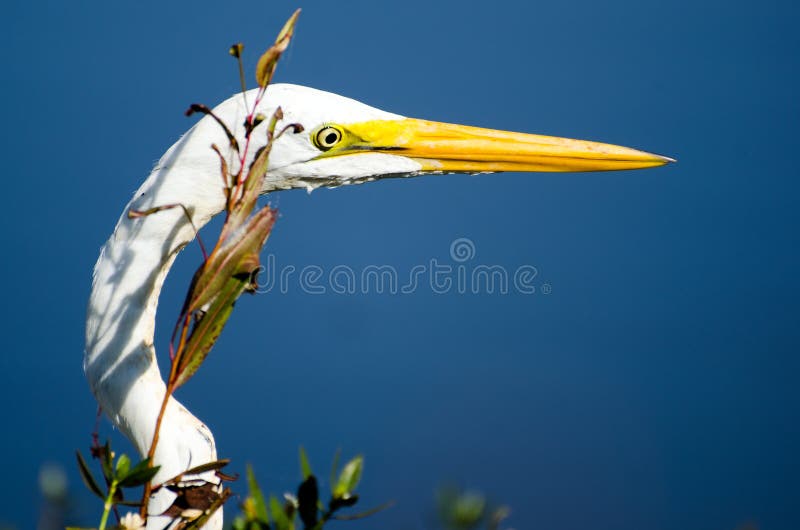 Feche acima do grande bico do Egret e dos lores verdes imagens de stock royalty free Feche acima do grande bico do Egret e dos lores verdes imagens de stock royalty free