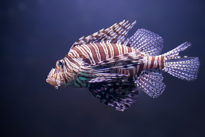 Feche acima do lionfish do, volitans do pterois fotografia de stock royalty free Feche acima do lionfish do, volitans do pterois fotografia de stock royalty free
