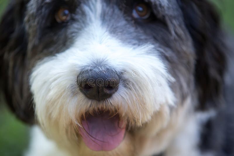 cara de raça de cão pastor inglês velho isolado no fundo branco. 5434776  Foto de stock no Vecteezy