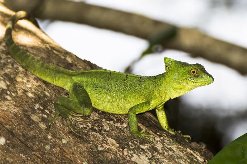 Feche acima do perfil Emerald Green Basilisk Lizard na árvore fotografia de stock Feche acima do perfil Emerald Green Basilisk Lizard na árvore fotografia de stock