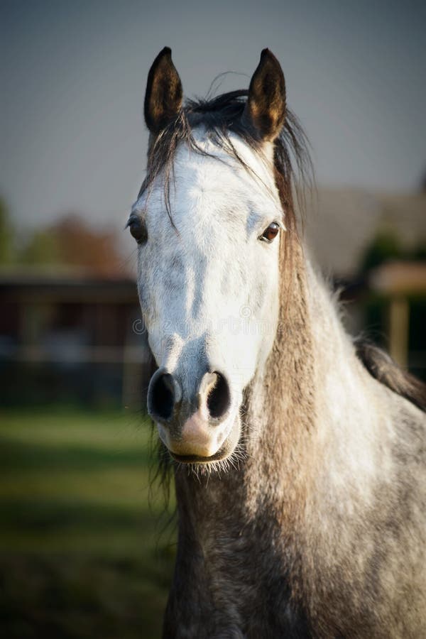 Cabeça De Cavalo Retrato Em Um Céu Nublado De Verão Foto Royalty Free,  Gravuras, Imagens e Banco de fotografias. Image 58973956