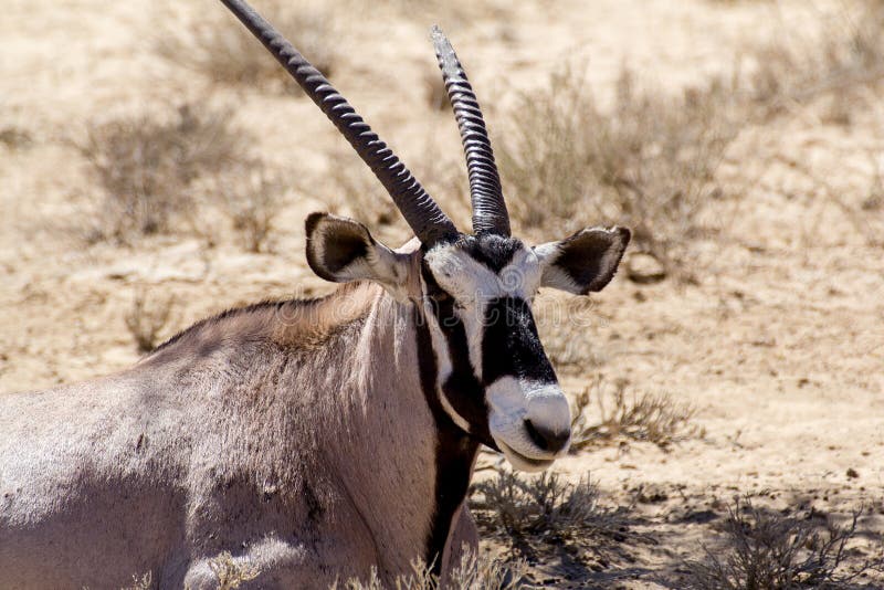 Feche acima do retrato do Gemsbok, gazella do Oryx foto de stock Feche acima do retrato do Gemsbok, gazella do Oryx foto de stock