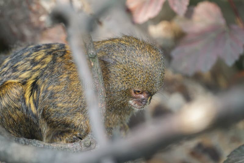 O menor macaco das Américas: Sagui-pigmeu (Cebuella pygmaea)