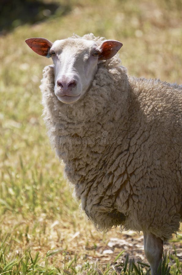 Feche acima dos carneiros da leiteria em Austrália imagens de stock Feche acima dos carneiros da leiteria em Austrália imagens de stock