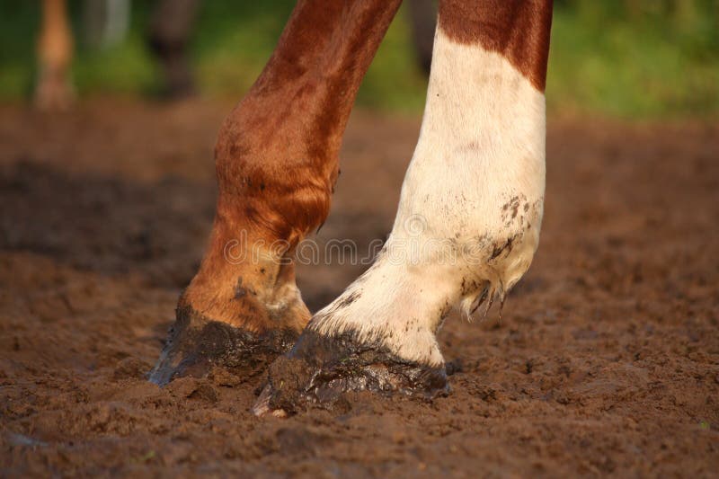 Close up of chestnut horse hind legs hooves. Close up of chestnut horse hind legs hooves