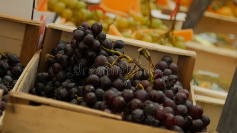 Feche acima dos grupos de uvas video estoque