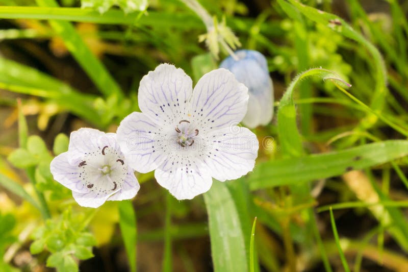 Feche acima dos wildflowers quase brancos do menziesii de Nemophila dos olhos de azuis bebê, Califórnia fotografia de stock royalty free Feche acima dos wildflowers quase brancos do menziesii de Nemophila dos olhos de azuis bebê, Califórnia fotografia de stock royalty free