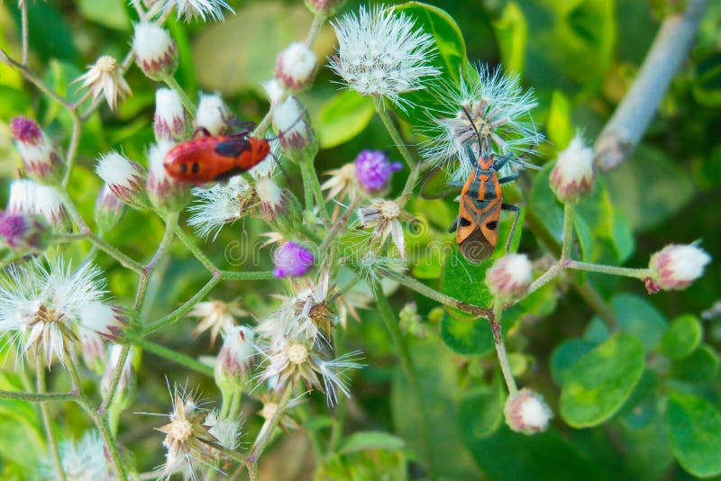 Feche acima insetos vermelhos da imagem macro dos dois e alaranjados vívidos bonito que sentam-se nas flores roxas brancas foto de stock Feche acima insetos vermelhos da imagem macro dos dois e alaranjados vívidos bonito que sentam-se nas flores roxas brancas foto de stock