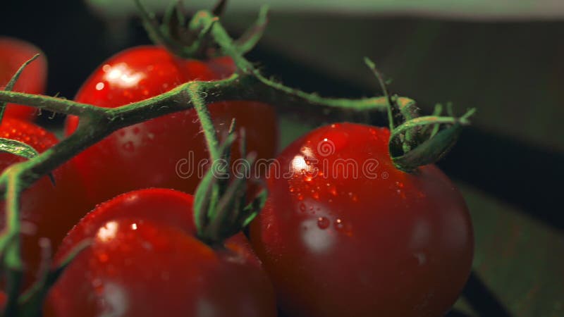 Feche acima o vídeo do ramo de tomates de cereja vermelhos frescos nas gotas da água, vegetais suculentos, refeição do vegetarian