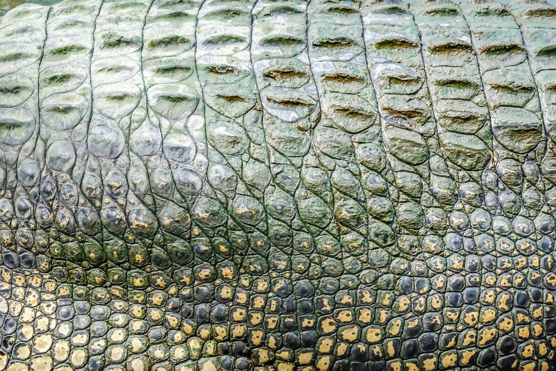 Teste Padrão Vivo Da Cauda Do Crocodilo Do Corpo Vivo Para O Fundo Foto de  Stock - Imagem de bens, cultivar: 102439002