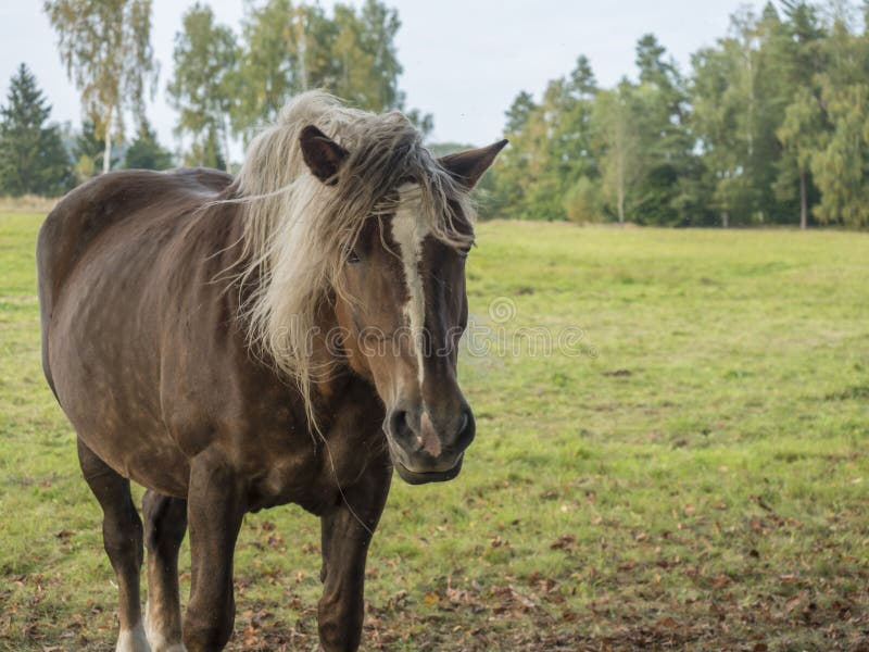 Fundo Cavalo Marrom Está Olhando Para A Frente No Campo Fundo, Imagem De  Cavalo Grátis Imagem de plano de fundo para download gratuito