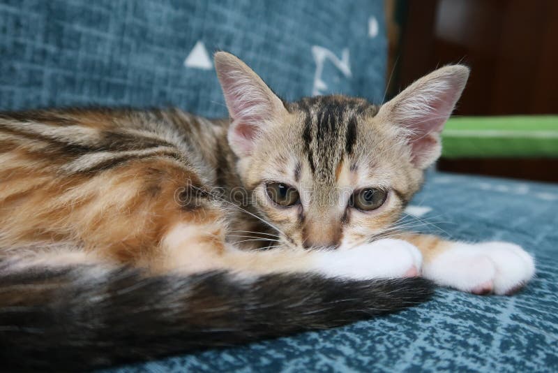 O gato fofo está brincando com uma bola de fios rosa. curioso gatinho  deitado em cima